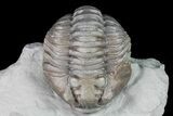 Double Flexicalymene Trilobite Plate from Ohio #74728-3